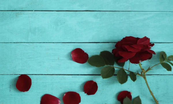 Roses background with petals on wood. Valentines day love card