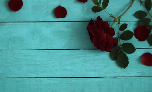 Roses background with petals on wood. Valentines day love card