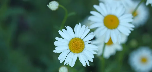 Chamomiles summer flowers in garden, floral