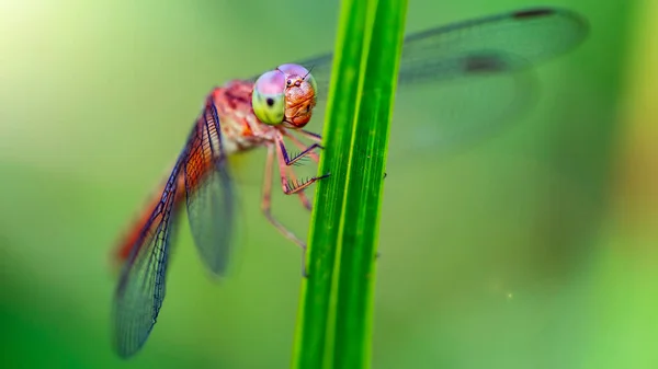 Multicolored Dragonfly Leaf Koh Phayam Thailand — Stock Photo, Image