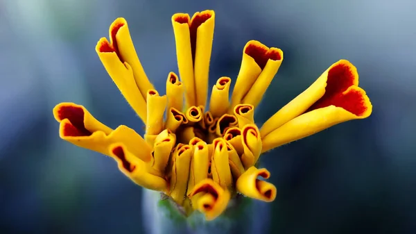 Sarı kadife çiçeği, makro fotoğrafçılık, bu çiçeğin taç yaprakları kırmızı kalplere benziyor. Tayland, Bangkok 'ta bir botanik bahçesindeki doğa sahnesi. 