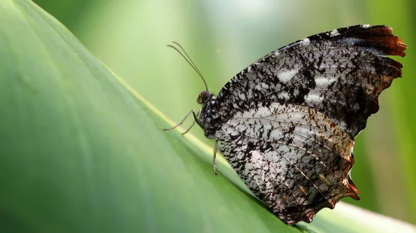 Czarny Biały Motyl Ogród Botaniczny Chiang Mai Tajlandia — Zdjęcie stockowe