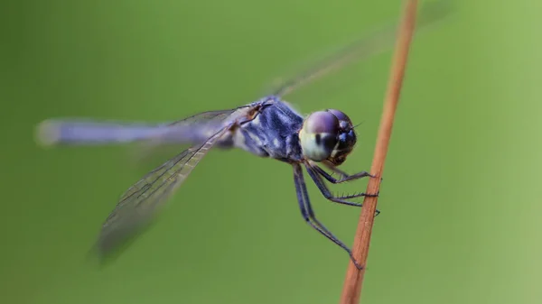 Macro Fotografía Una Libélula Azul Percha Alas Anchas Grandes Ojos — Foto de Stock