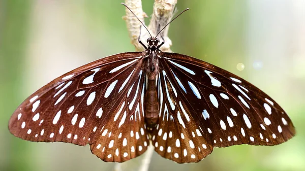 枝に羽を広げる優雅な蝶 この壊れやすいカラフルな昆虫は チェンマイの熱帯植物園で ヒョウ柄です — ストック写真