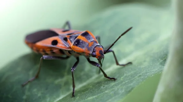 Kırmızı tropidotoraks, yaprağın üzerindeki böcek, bu renkli böceğin makro fotoğrafı, sağlam vücudu tarafından korunuyor, kalkan gibi, Tayland tropikal ormanlarındaki doğa sahnesi gibi. 