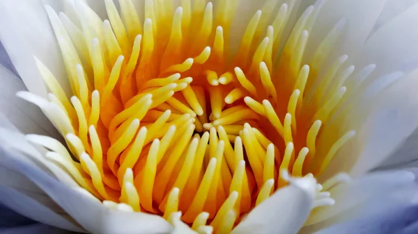 Bangkok, Tayland 'daki bir tropikal botanik bahçesinde bir nilüfer çiçeğinin, güzel bir su çiçeği, sakin bir doğa sahnesinin makro fotoğrafçılığı