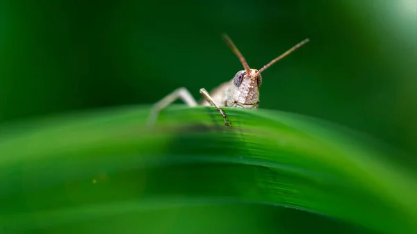 Yaprağın arkasına saklanan bir çekirgenin şirin portresi. Tayland 'ın Koh Lanta kentindeki tropikal ormanlarda bu küçük böceğin fotograflı gözleri ve uzun antenleri.. 