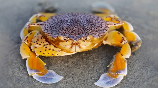 Yellow Crab Sand Beach Strong Shell Protection Big Claw Defense — Stock Photo, Image