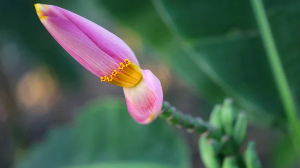 Pembe muz çiçeği makro fotoğrafçılığı, bu bitki büyüyecek ve muz demeti olacak, Kraliçe Sirikit bahçesi, Bangkok, Tayland
