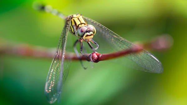 Yellow Colorful Dragonfly Branch Macro Photo Elegant Fragile Predator Wide — Stock Photo, Image