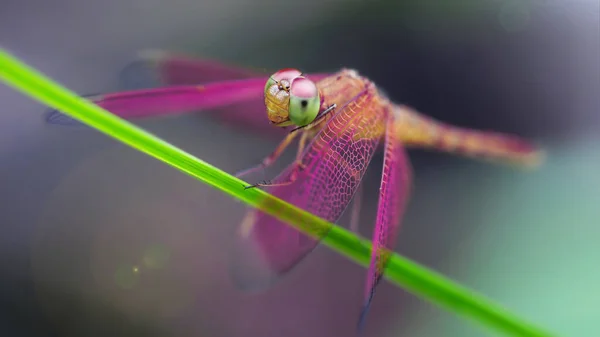 Bir dalda pembe renkli yusufçuk, bu zarif ve kırılgan Odonata 'nın makro fotoğrafı, güzel yırtıcı hayvan, büyük kanatlar ve büyük kesimli gözler, Tayland tropikal ormanındaki bir gölde doğa sahnesi. 