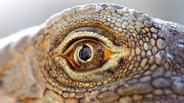 Bir kertenkelenin gözüne yakın çekim, Tayland ormanında bu soğuk kanlı sürüngen hayvanın makro fotoğrafı..