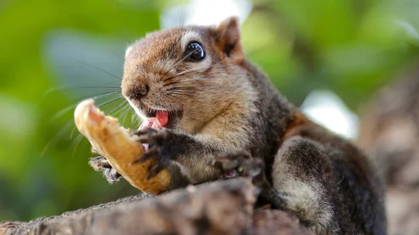 Portrait Mignon Écureuil Mangeant Une Arachide Sur Arbre Dans Jardin — Photo