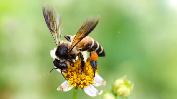 Bu narin ve zarif hymenoptera böceğinin polen, makro fotoğrafçılığını bulmak için papatya çiçeğinin üzerinden uçan arı. Tayland 'ın Pai bahçelerinde doğa sahnesi.