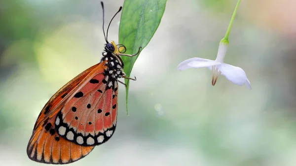 Elegancki Pomarańczowy Motyl Monarcha Spoczywający Liściu Obok Białego Kwiatu Makro — Zdjęcie stockowe