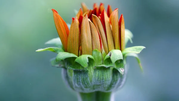 Portakal çiçeği, makro fotoğraf, botanik bahçesindeki doğa sahnesi, Kraliçe Sirikit Parkı, Bangkok, Tayland