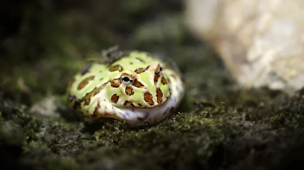 Küçük yeşil yuvarlak kurbağa avından saklanıyor. Tayland 'ın Koh Lanta kentindeki tropikal yağmur ormanlarında zehirli egzotik bir hayvan. Doğa makro fotoğrafçılığı