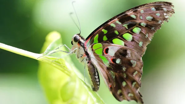 Bir yaprağın üzerindeki zarif siyah ve yeşil kelebek, bu güzel Lepidoptera böceğinin geniş zarif ve kırılgan kanatları ve uzun antenleri var. Chiang Mai, Tayland 'da tropik kelebek bahçesi