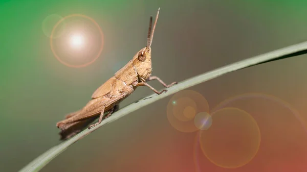 Çimlerin üzerinde dinlenen çekirge, makro fotoğraf. Uzun antenleri ve atlamak için güçlü bacakları olan küçük böcekler, Tayland 'ın Koh Lanta kentindeki tropikal ormanlarda çekilmiş doğa fotoğrafları. arka ışıklandırma ve aydınlatma