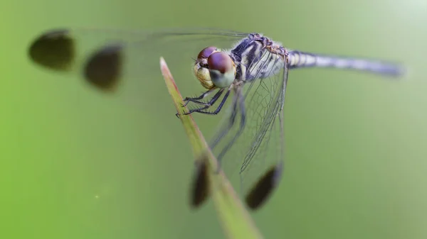 Libellule Bleue Sur Perche Macro Photographie Cette Élégante Odonata Reposant — Photo