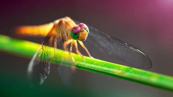 Libellule Multicolore Sur Brin Herbe Macro Photo Prédateur Élégant Fragile — Photo