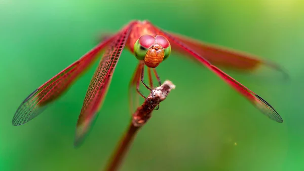Daldaki kırmızı renkli yusufçuk, bu nazik ve kırılgan Odonata 'nın makro fotoğrafı, güzel yırtıcı hayvan, büyük kanatlar ve büyük kesimli gözler, Tayland tropikal ormanındaki bir gölde doğa sahnesi. 