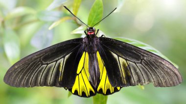 Zarif siyah ve sarı kelebeğin geniş kanatlarını açtığı bu güzel Lepidoptera böceğinin narin kanatları ve uzun antenleri vardır. Chiang Mai, Tayland 'da tropik kelebek bahçesi