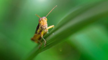Sarı çekirge çimenlere tırmanıyor, makro fotoğraf. Uzun antenleri ve atlamak için güçlü bacakları olan renkli böcekler. Tayland 'ın Koh Phayam kentindeki tropikal ormanlarda çekilmiş doğa fotoğrafları.. 
