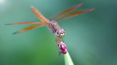 Büyük yusufçuk mor bir çiçeğin üzerine kondu. Bu zarif ve kırılgan yırtıcının geniş kanatları ve dev yüzlü gözleri olan makro fotoğrafı. Tayland 'ın Bangkok kentindeki tropik bir bahçede doğa sahnesi.