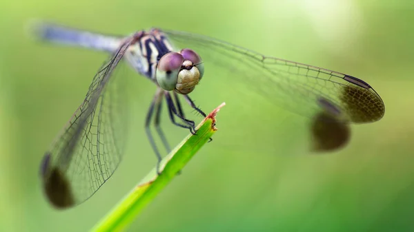 Libélula Azul Percha Macrofotografía Esta Elegante Odonata Descansando Sobre Una — Foto de Stock