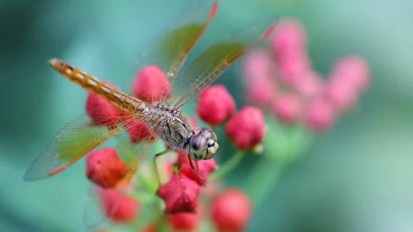Big Dragonfly Landed Red Flowers Macro Photo Elegant Fragile Predator — Stock Photo, Image