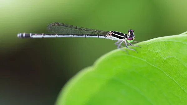 Kolorowa Ważka Spoczywająca Zielonym Liściu Makro Fotografia Tej Małej Odonaty — Zdjęcie stockowe