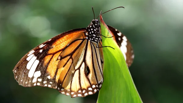 Elegantní Oranžový Motýl Monarcha Odpočívající Listu Makro Fotografie Této Půvabné — Stock fotografie