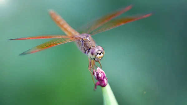 Big Dragonfly Landed Purple Flower Macro Photo Elegant Fragile Predator — Stock Photo, Image