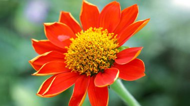 Hassas kırmızı ve sarı çiçeğin yakın çekimi. Bangkok, Tayland 'da bir botanik bahçesindeki tropikal floranın makro fotoğrafçılığı.