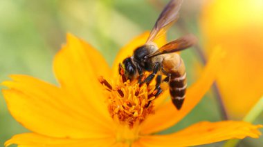 Arı sarı bir çiçekte polen arıyor, makrofotoğrafçılık, Pai, Tayland