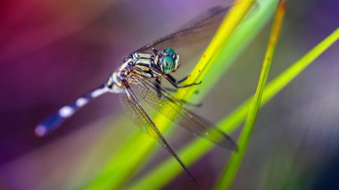 Yaprağın üzerinde dinlenen yusufçuk, geniş kanatlı ve renkli gözlü zarif Odonata 'nın makro fotoğrafı. Tayland 'ın Koh Phayam adasında doğa sahnesi
