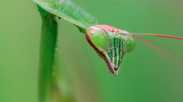 Ritratto Una Mantide Religiosa Verde Che Fissa Lunghe Antenne Grandi — Foto Stock