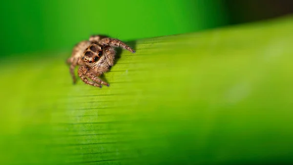 Schattig Spin Klimmen Een Plant Pai Thailand — Stockfoto