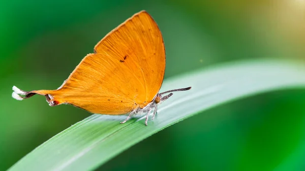 Piękny Pomarańczowy Motyl Liściu Chiang Mai Tajlandia — Zdjęcie stockowe