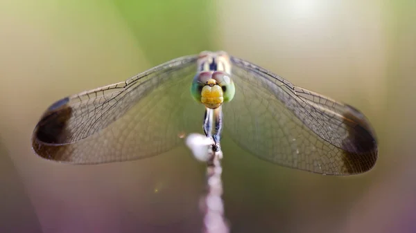 Pestrobarevné Vážky Odpočívající Větvi Makro Fotografie Tohoto Elegantního Jemného Dravce — Stock fotografie