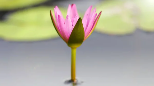 Havuzun ortasında pembe renkli nilüfer çiçeği, Bangkok, Tayland 'da tropik bir botanik bahçesinde egzotik bitki örtüsü.