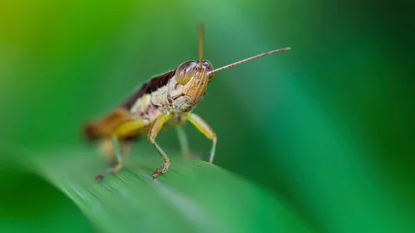 Zwart Geel Kleurrijke Sprinkhaan Een Blad Macro Fotografie Van Tropische — Stockfoto