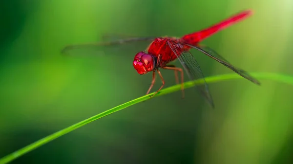 Rote Libelle Landete Auf Einem Blatt Koh Phayam Thailand — Stockfoto