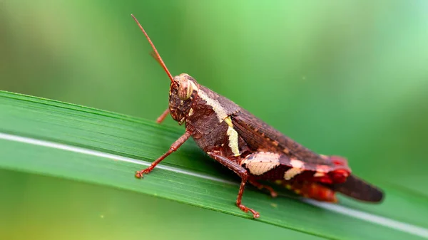 Macrofotografia Grande Gafanhoto Variegado Multicolorido Descansando Uma Folha Pernas Posteriores — Fotografia de Stock