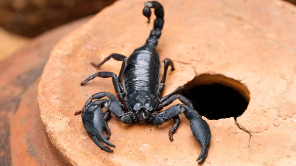 Black Scorpion Macro Photo Dreaded Arachnid Horrific Creature Toxic Stinger — Stock Photo, Image