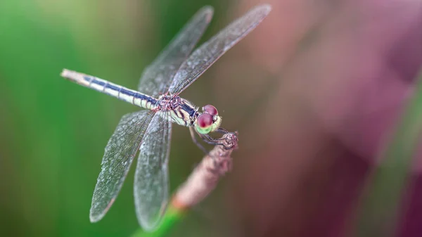 Libélula Azul Graciosa Seu Poleiro Foto Macro Desta Delicada Elegante — Fotografia de Stock