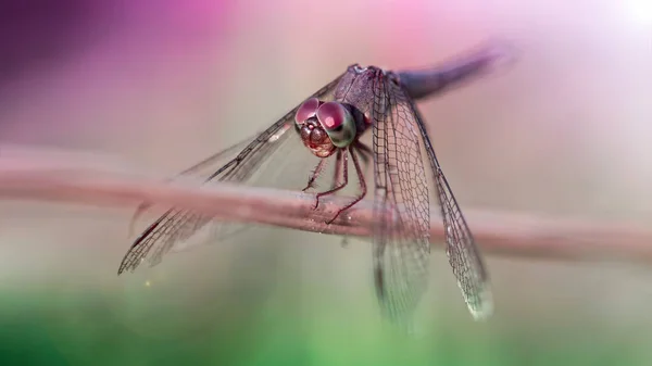 Gracious Silver Dragonfly Branch Macro Photo Delicate Elegant Odonata Wide — Stock Photo, Image