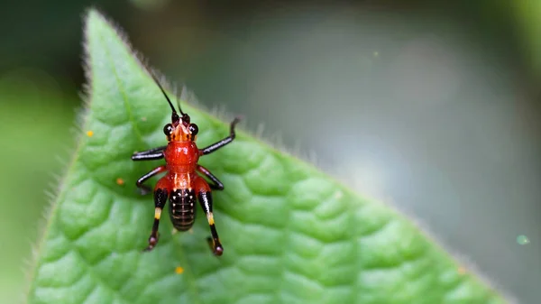 Yaprağın üzerinde kırmızı ve siyah bir çekirgenin fotoğraf makrosu. Tayland tropik yağmur ormanlarında uzun antenleri ve güçlü bacakları olan küçük ve kırılgan böcekler..