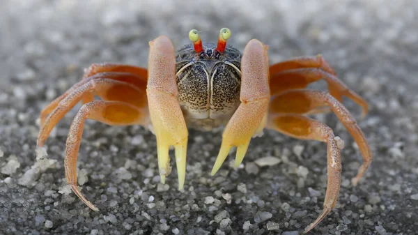 Cute Spider Crab Sand Beach Koh Phayam Island Thailand Tiny — Stock Photo, Image